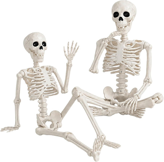 36-inch life-size human skeleton form with realistic anatomical detailing